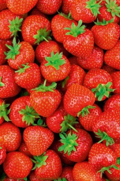 Body Butter de Fresa