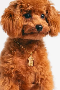 Charm Caniche Toy Ba&ntilde;o Oro